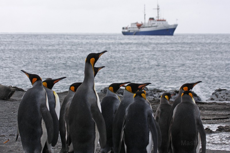 IMG_2874c.jpg - King Penguin (Aptenodytes patagonicus)